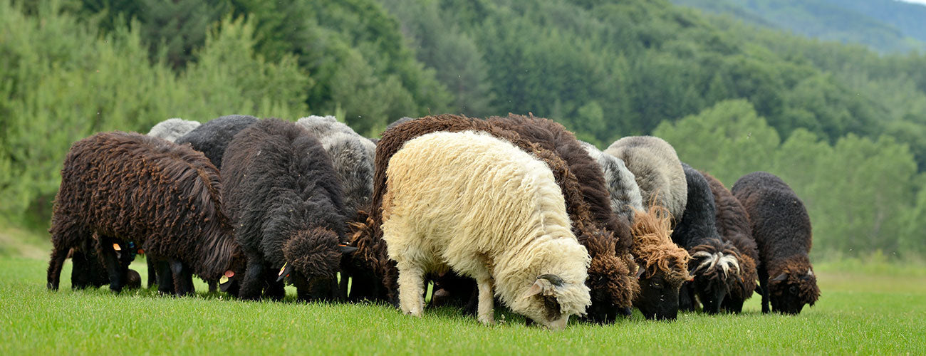 Merino