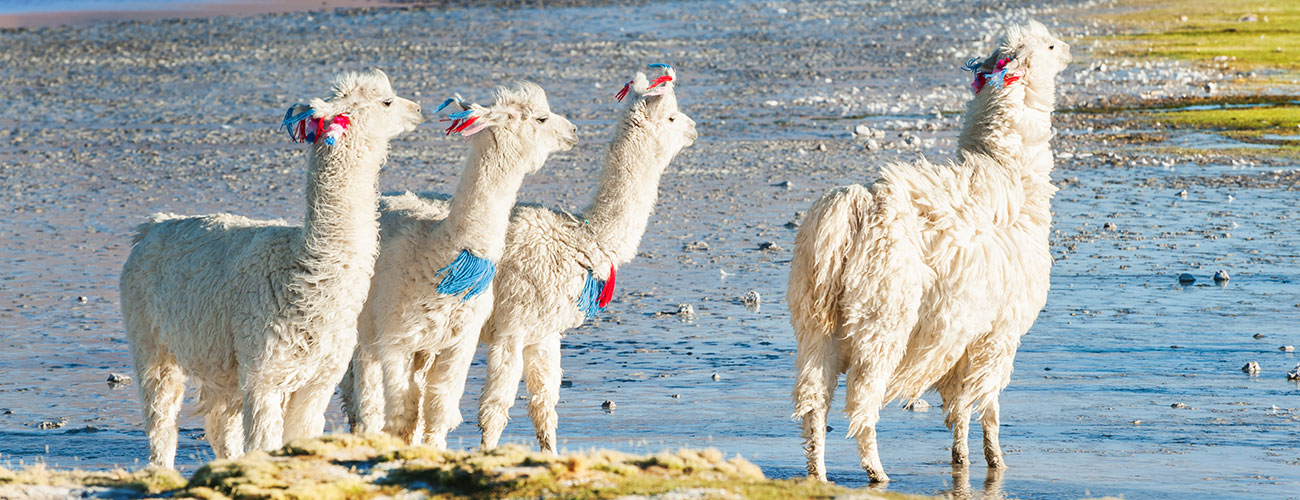 Alpaca and Lama